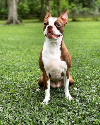 brown and white Boston terrier on grass